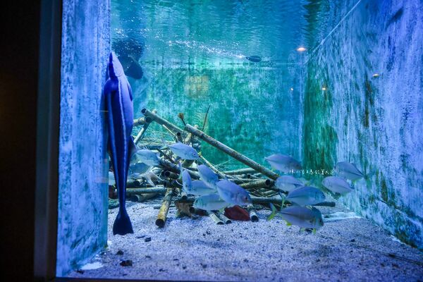 ▲▼長崎企鵝水族館。(圖/部落客陳小可的吃喝玩樂授權提供)