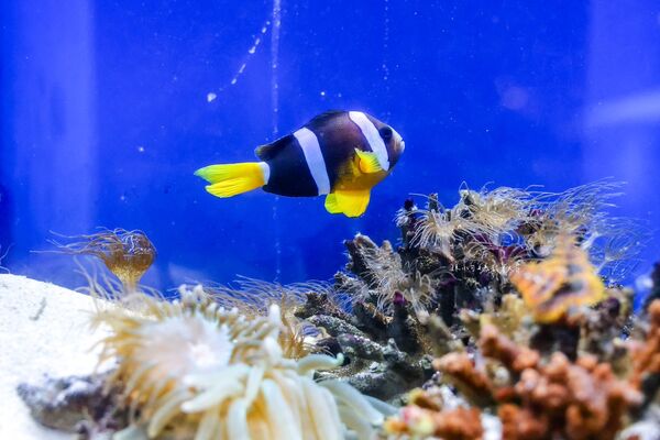 ▲▼長崎企鵝水族館。(圖/部落客陳小可的吃喝玩樂授權提供)
