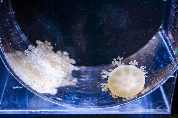 ▲▼長崎企鵝水族館。(圖/部落客陳小可的吃喝玩樂授權提供)
