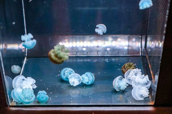 ▲▼長崎企鵝水族館。(圖/部落客陳小可的吃喝玩樂授權提供)