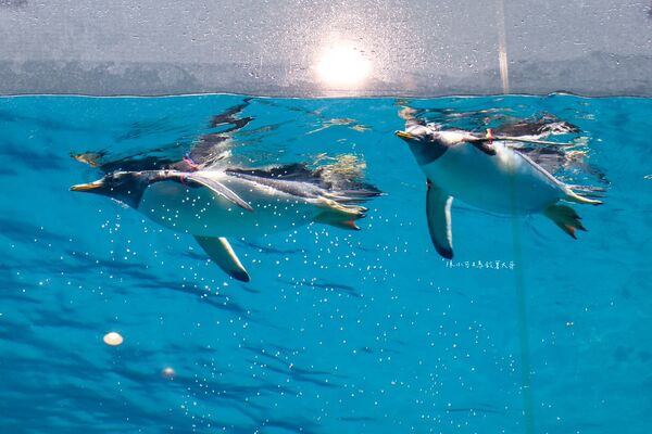 ▲▼長崎企鵝水族館。(圖/部落客陳小可的吃喝玩樂授權提供)