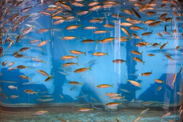 ▲▼長崎企鵝水族館。(圖/部落客陳小可的吃喝玩樂授權提供)