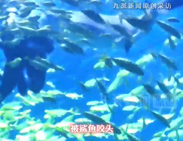 ▲▼陸男潛水「遭鯊魚咬爆頭」。(圖/翻攝自微博)