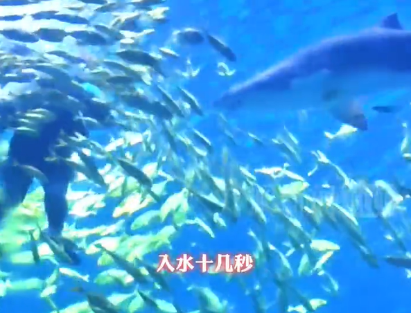▲包律師下水10秒就被鯊魚咬。(圖/翻攝自微博)