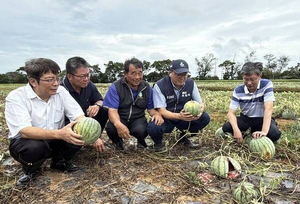 ▲桃園農業局瓜果產區勘災協助農民減輕損失