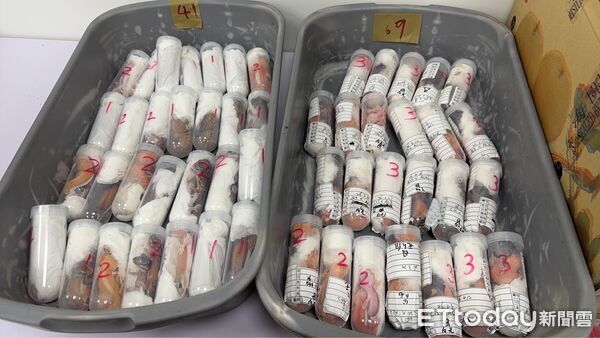▲▼ 金門小三通查獲旅客攜帶活體守宮企圖闖關。(圖/財政部關務署高雄關提供)