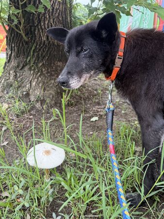 ▲。(圖/臺北市動物保護處提供)