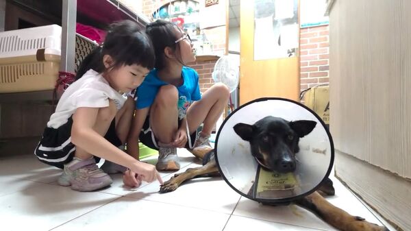 ▲跛腳浪浪「用9年教會我們生命價值」。(圖/台灣動物緊急救援小組提供)