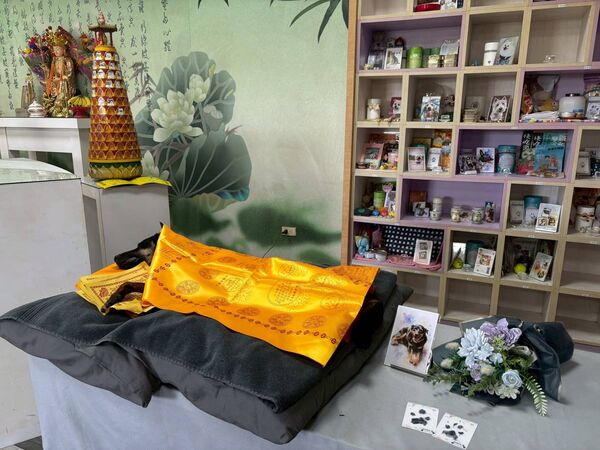 ▲跛腳浪浪「用9年教會我們生命價值」。(圖/台灣動物緊急救援小組提供)