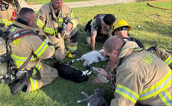 火場救出受困昏迷貓 消防員「口對鼻人工呼吸」CPR救活4貓。(圖/Facebook/CAL FIRE/Riverside County Fire Department)