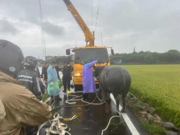 竹北豆子埔溪受困牛牛救起了 吊車出動吊掛成功