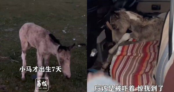 新疆一匹出生僅7天的小馬疑遭遊客無人機追逐,不停狂奔逃跑,最後因肺部負荷過大炸肺死亡。(圖/翻攝自《荔枝新聞》)