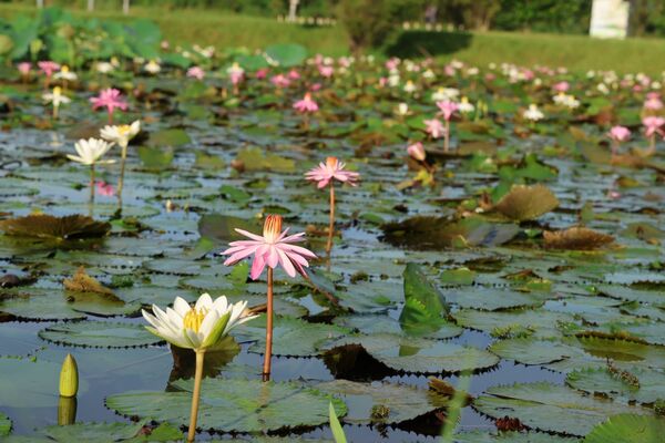 ▲▼山佳睡蓮池夏季花況良好。(圖/新北市高灘處提供)