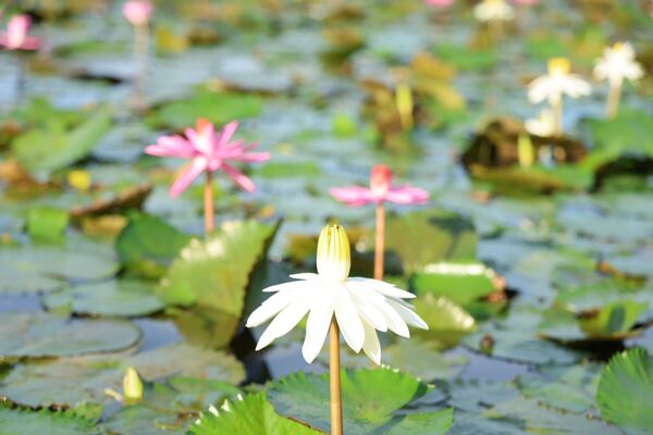 ▲▼山佳睡蓮池夏季花況良好。(圖/新北市高灘處提供)