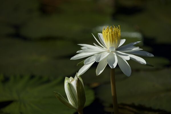 ▲▼山佳睡蓮池夏季花況良好。(圖/新北市高灘處提供)