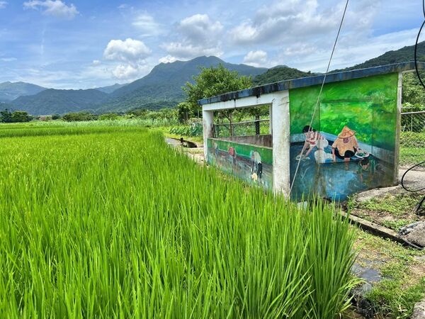 ▲▼金山六三社區蓮花綻放,金山六三社區早期農村洗衣亭。(圖/新北市農業局提供)