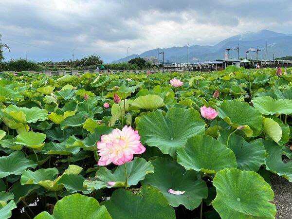 ▲▼金山六三社區蓮花綻放,金山六三社區早期農村洗衣亭。(圖/新北市農業局提供)