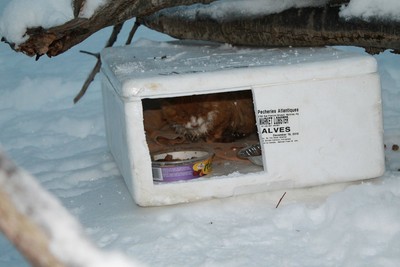 雪地的盒子裡，躲著兩隻病懨懨小貓