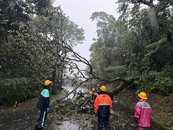 ▲▼北市北投區湖山路一段48號前發生路樹倒塌一案,公園處已排除倒樹,恢復道路通行。(圖/公園處提供)