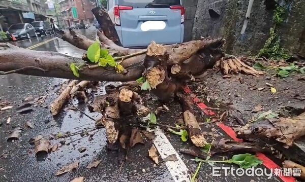 ▲▼基隆市西定路421號前路樹掉落。(圖/民眾提供)