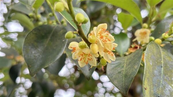 ▲新北平溪紫東「紅淡蜜」勇奪國際iTi大獎。(圖/新北市農業局提供)