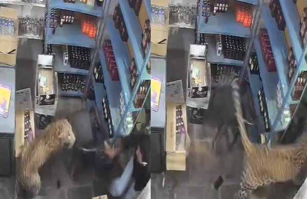5歲雄豹闖酒鋪突然飛撲 男店員遭利爪狠撕「快手拉鐵門反制」。(圖/翻攝自X)