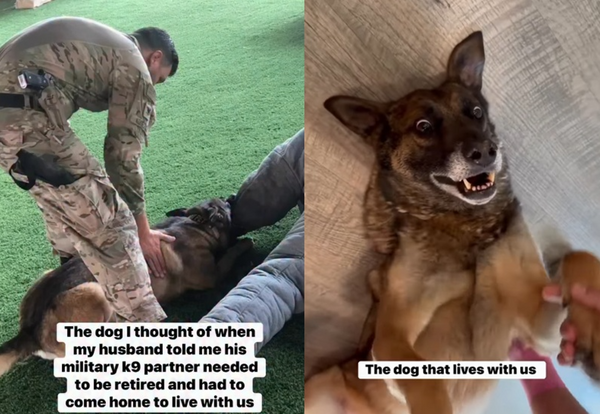 霸氣軍犬退役後畫風大轉變 任小主人「戴粉紅髮箍」翻肚超呆萌。(圖/翻攝自Instagram/mwdrex_and_rider)