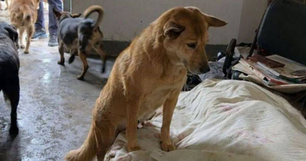 新北市坪林區1名獨居飼主日前不幸離世,留下13隻愛犬。(圖/新北市政府動物保護防疫處提供)