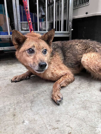 新北市坪林區1名獨居飼主日前不幸離世,留下13隻愛犬。(圖/新北市政府動物保護防疫處提供)