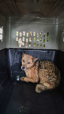 新北市坪林區1名獨居飼主日前不幸離世,留下13隻愛犬。(圖/新北市政府動物保護防疫處提供)
