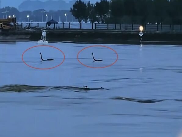 ▲▼河南暴雨「8隻鴕鳥被沖走」 河上集體漂流。(圖/翻攝微博)