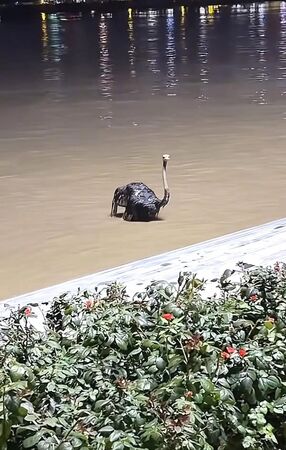 ▲▼河南暴雨「8隻鴕鳥被沖走」 河上集體漂流。(圖/翻攝微博)