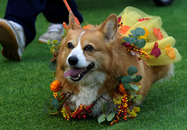 ▲▼立陶宛2026年柯基犬賽跑於首都維爾紐斯舉辦。(圖/路透社)