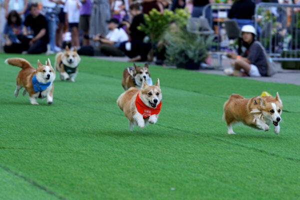 ▲▼立陶宛2026年柯基犬賽跑於首都維爾紐斯舉辦。(圖/路透社)