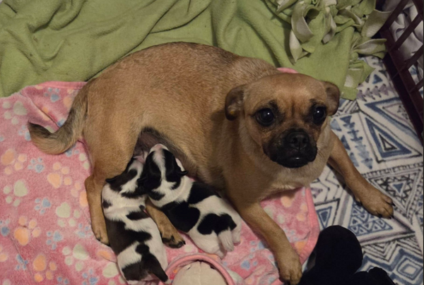 流浪巴哥犬生下「2隻黑白乳牛汪」 神秘身世引好奇:爸到底是誰。(圖/翻攝自Facebook/Oakdale Tiny Paws Rescue)