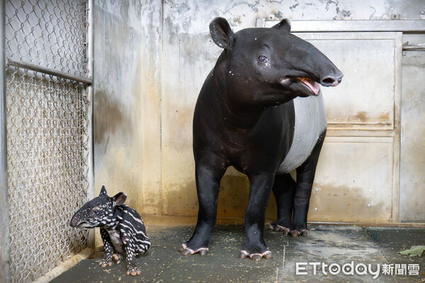 ▲。(圖/臺北市立動物園提供)