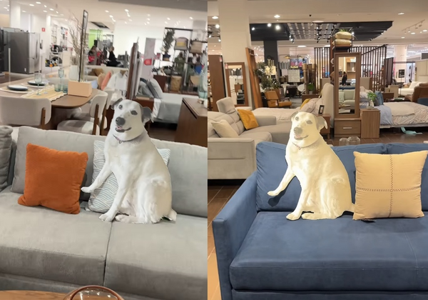 愛犬不能進家具店 超狂毛爸媽帶「真狗尺寸紙板」試坐沙發被讚爆。(圖/翻攝自Instagram/nomadarte)