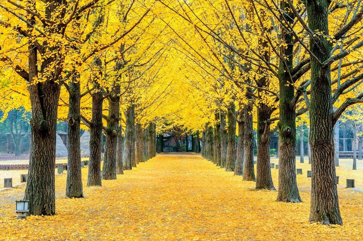 預約絕美韓秋 銀杏、楓紅一路美到南怡島(圖/shutterstock)