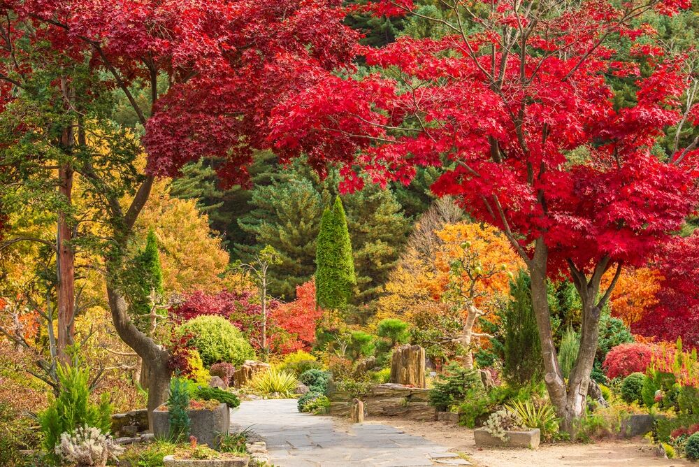 預約絕美韓秋 銀杏、楓紅一路美到南怡島(圖/shutterstock)