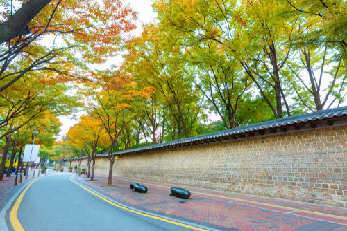 預約絕美韓秋 銀杏、楓紅一路美到南怡島(圖/shutterstock)