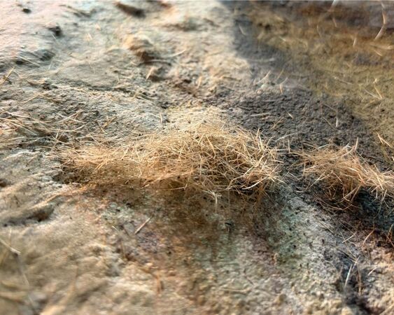 屏東海生館夏綠蒂變小花臉?揭密海豹換毛期 狂抓癢、食欲下降