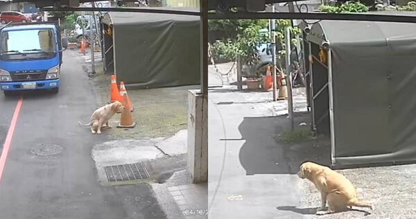 黃金獵犬多次獨自街大街、亂便溺 飼主遭查3項違規挨罰8.3萬