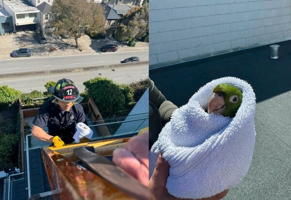 野生鸚鵡頭卡陽台玻璃 獲救「裹毛巾露可愛微笑」鳥群歡叫迎接。(圖/翻攝自Facebook/San Francisco Fire Department)