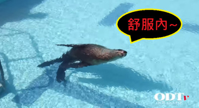 海獅溜進游泳池，越過三層防衛跳下水