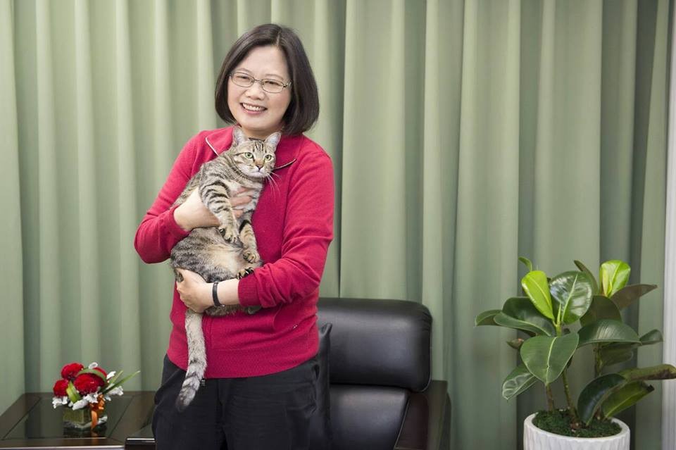 民進黨主席蔡英文與愛貓蔡想想。(圖/民進黨提供)