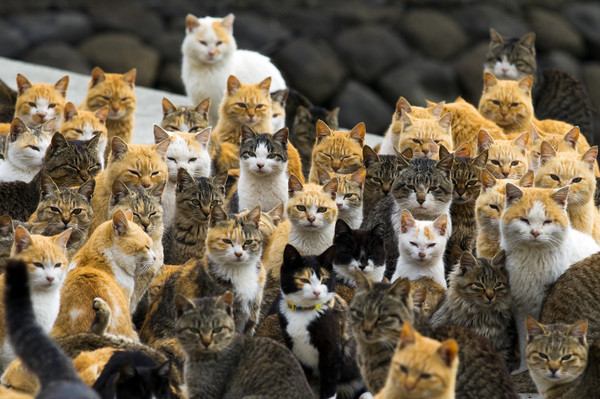 日本青島（暱稱貓島）的貓咪合照，這種密集的可愛，你可受得了？（圖／達志影像／路透社）