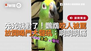 先兇就對了！鸚鵡咬人被罵　放開嗓門大聲吼：啊啊啊痛