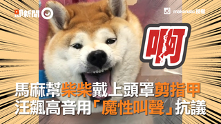 馬麻幫柴柴戴上頭罩剪指甲　汪飆高音用「魔性叫聲」抗議