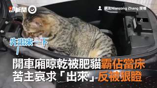 開車廂晾乾被肥貓霸佔當床 苦主哀求「出來」反被狠瞪