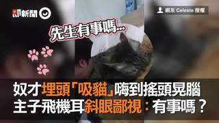奴才埋頭「吸貓」嗨到搖頭晃腦　主子飛機耳斜眼鄙視：有事嗎？